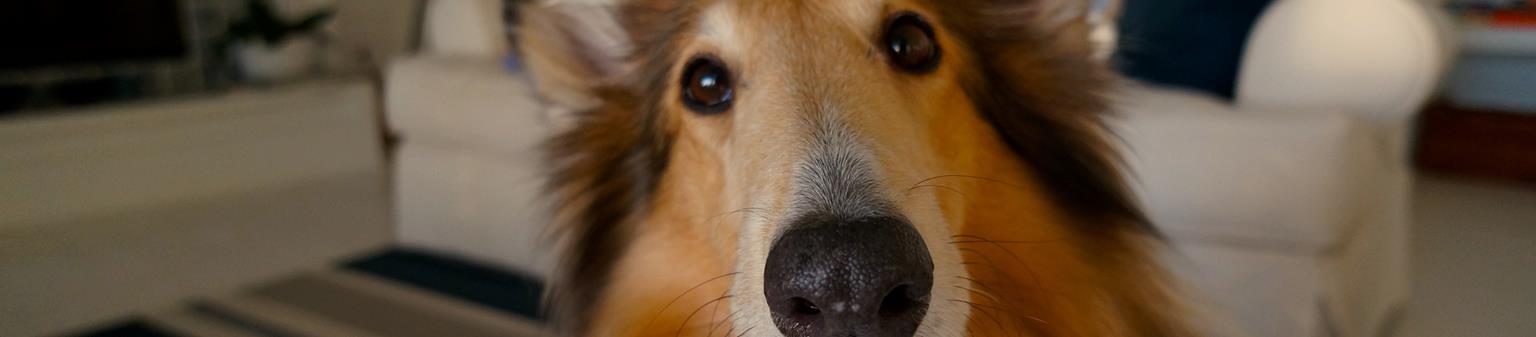 Perro en casa